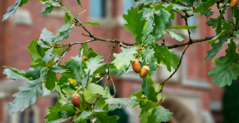 Our Future Oak Tree