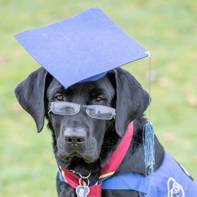Rocco the Te Putake Lodge dog graduates